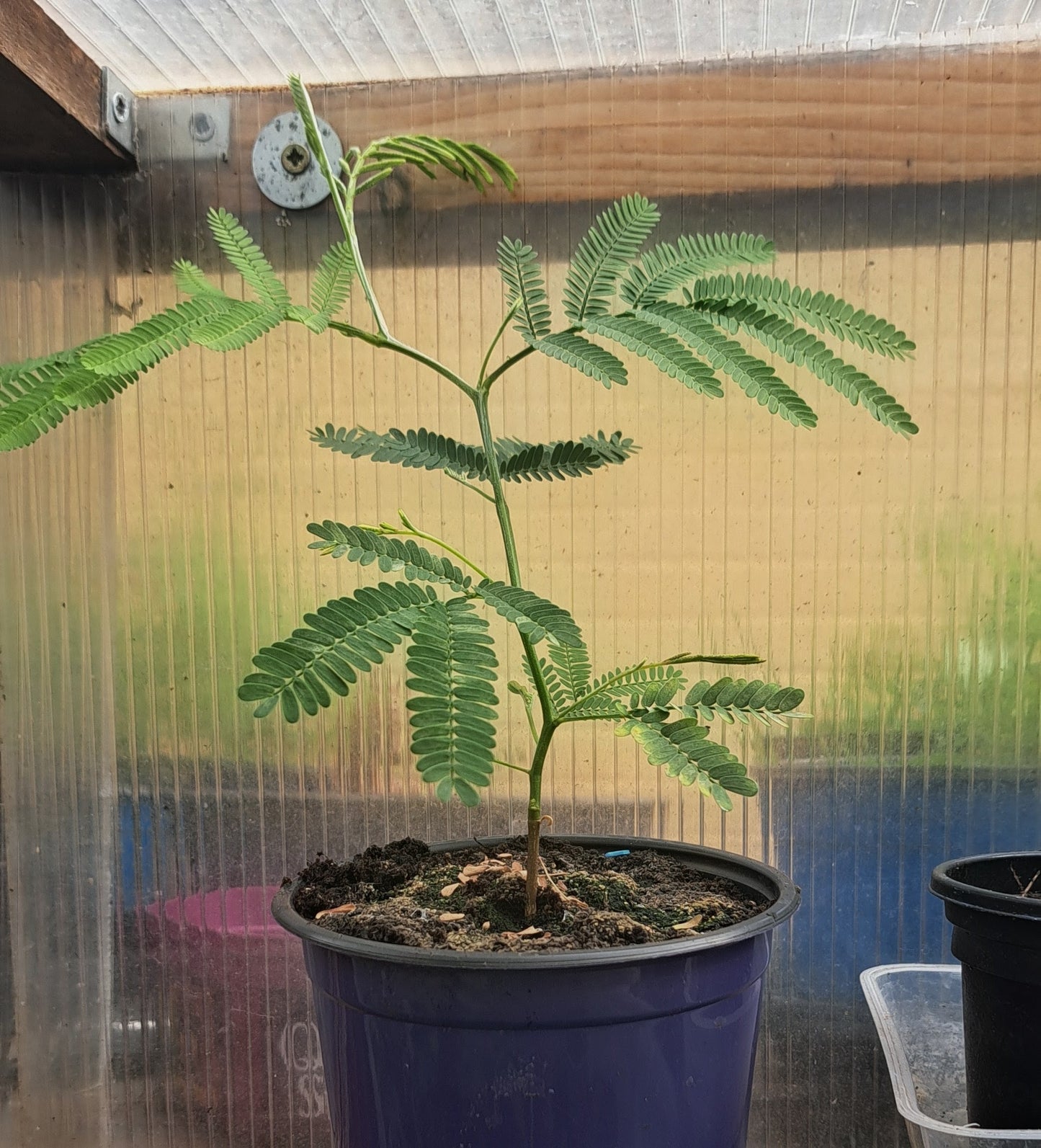 Queensland Silver Wattle (Acacia Podalyriifolia)