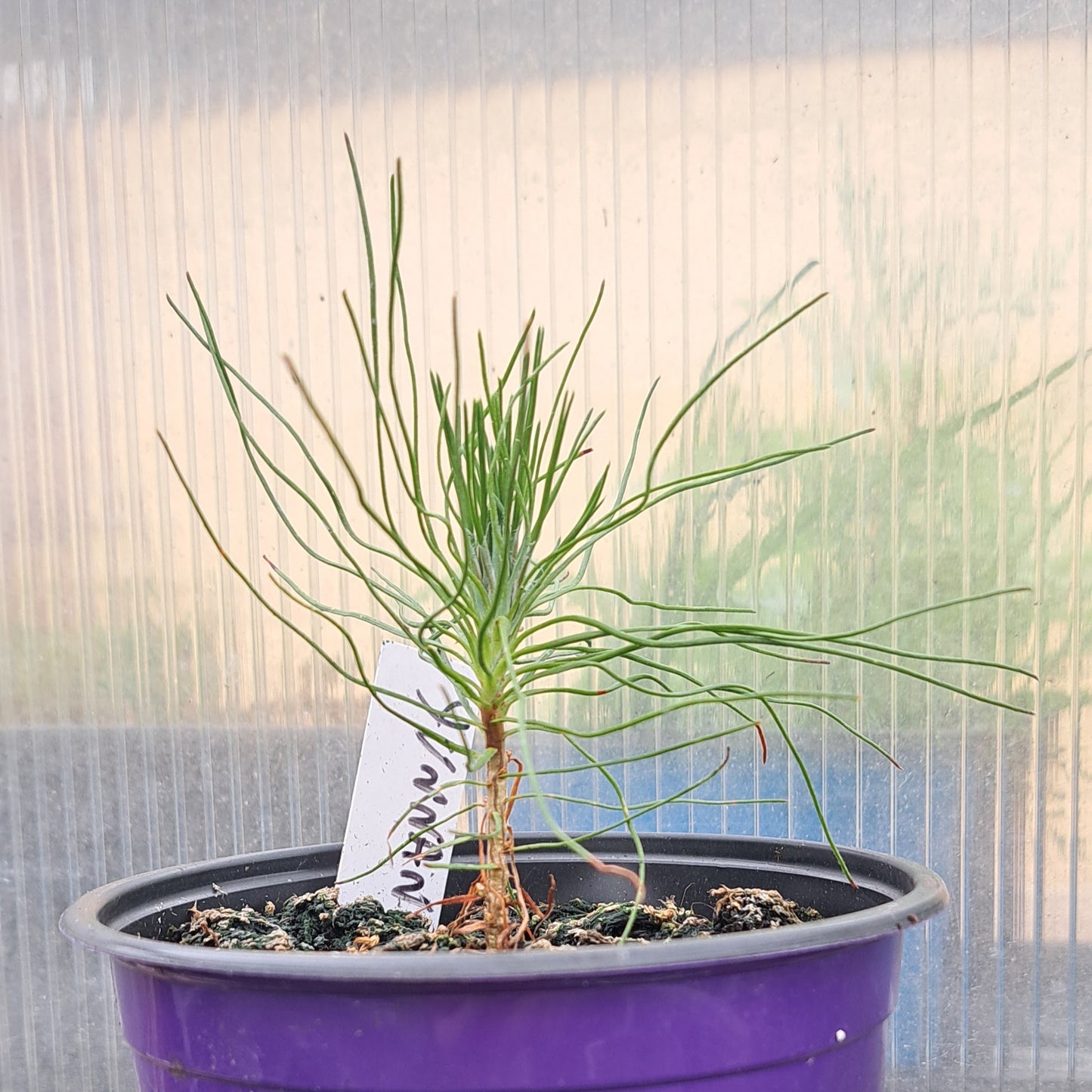 Conifer Collection Bundle - 3 Ornamental Conifers | Akplants