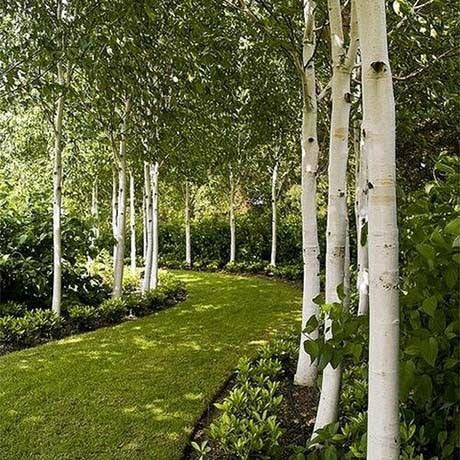 Silver Birch