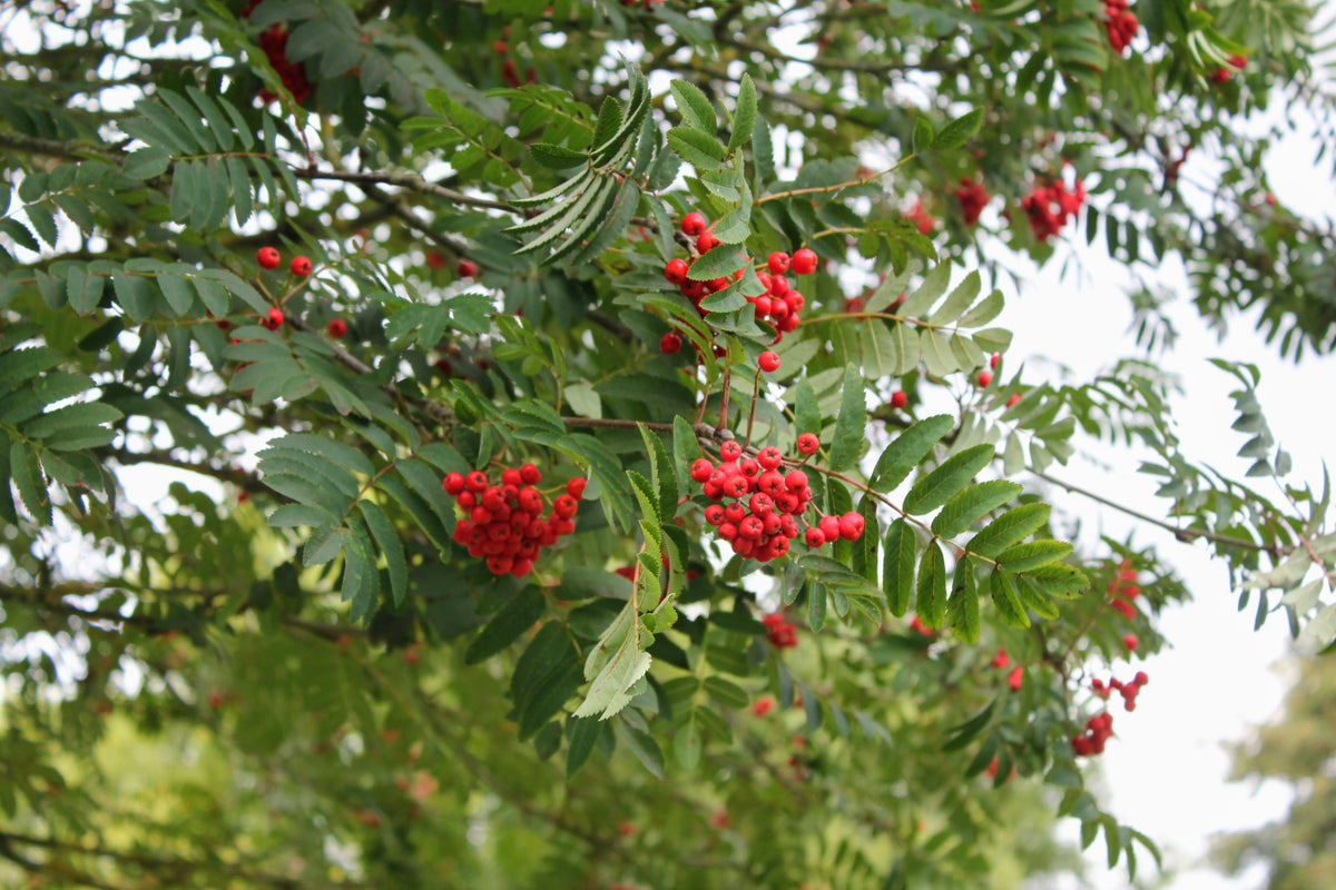 Mountain Ash (Rowan) - Sorbus Aucuparia