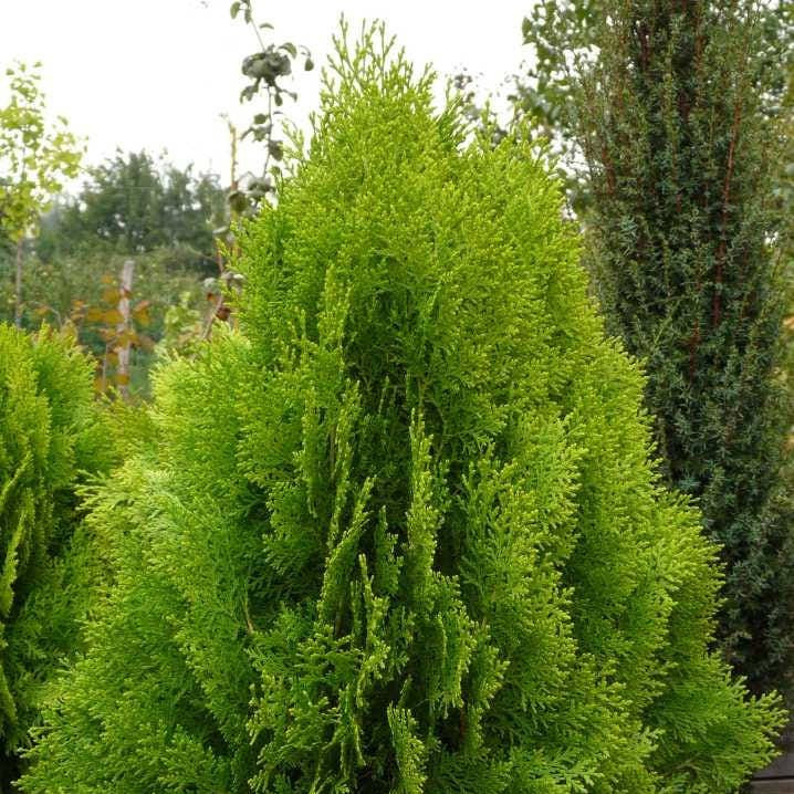 Thuja Orientalis - Chinese Arborvitae Evergreen Tree | Akplants