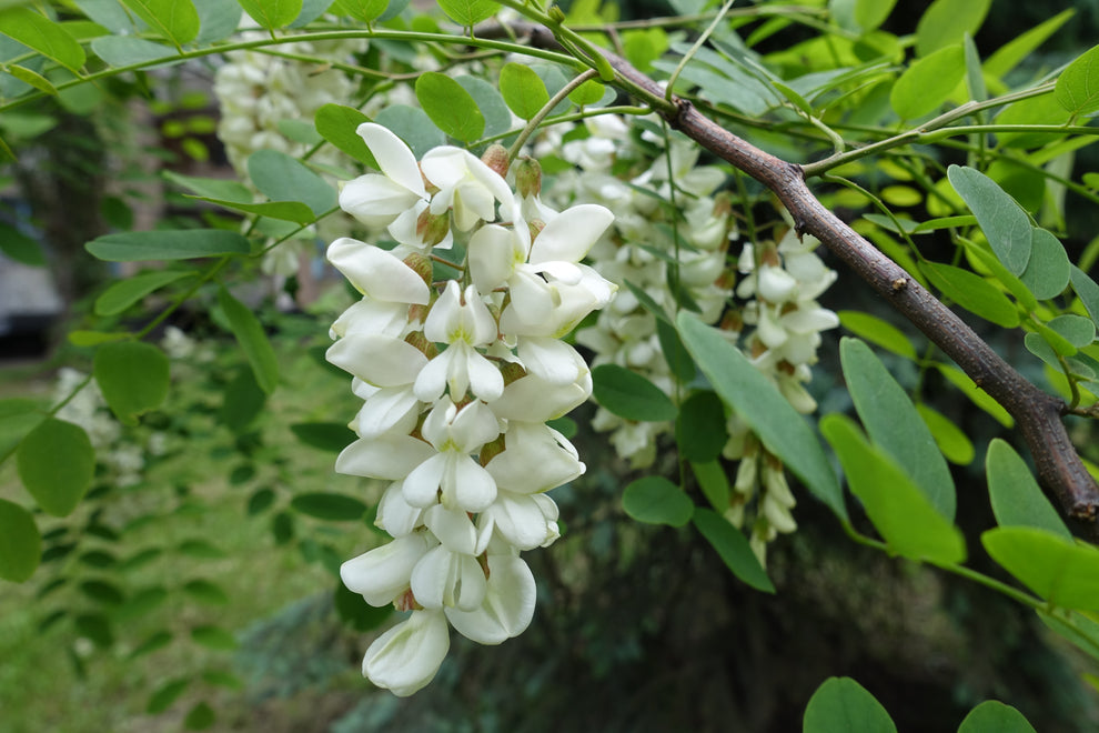 Falce Acacia Locust tree sapling (Robinia pseudoacacia)