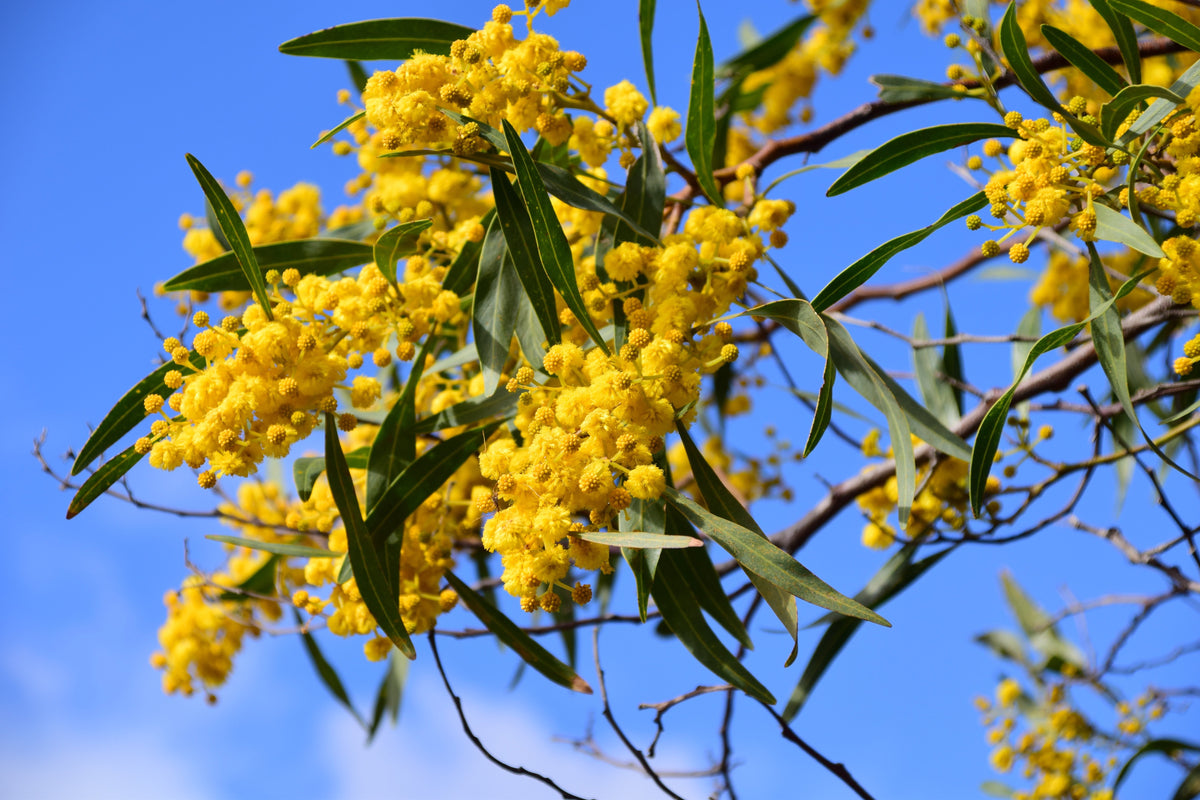 Acacia Dealbata (Silver Wattle) sapling - Hardy Mimosa Tree