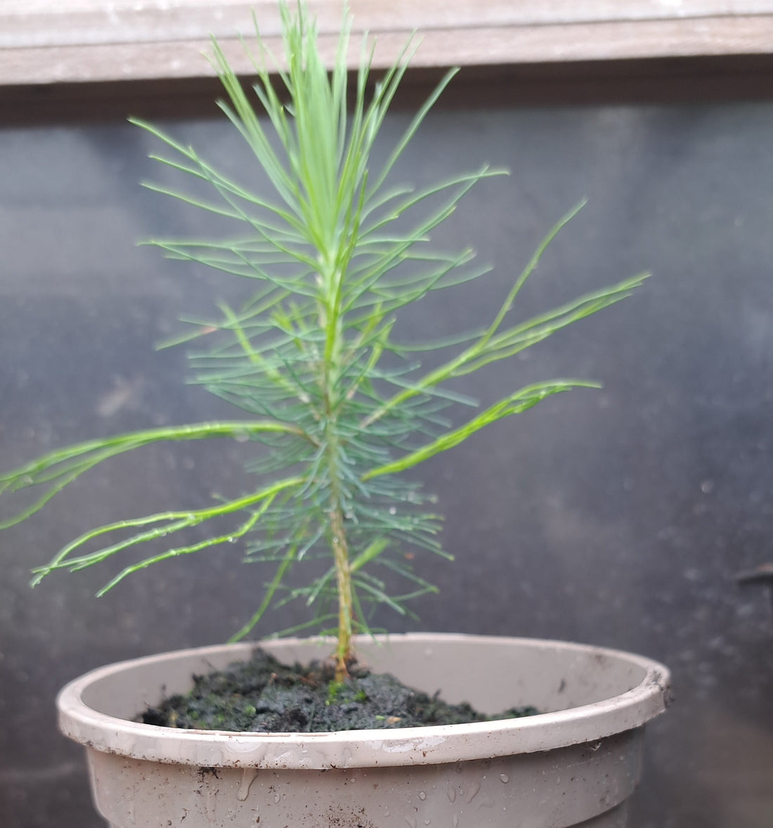 Mexican Weeping Pine (Pinus Patula): Complete Growing & Care Guide