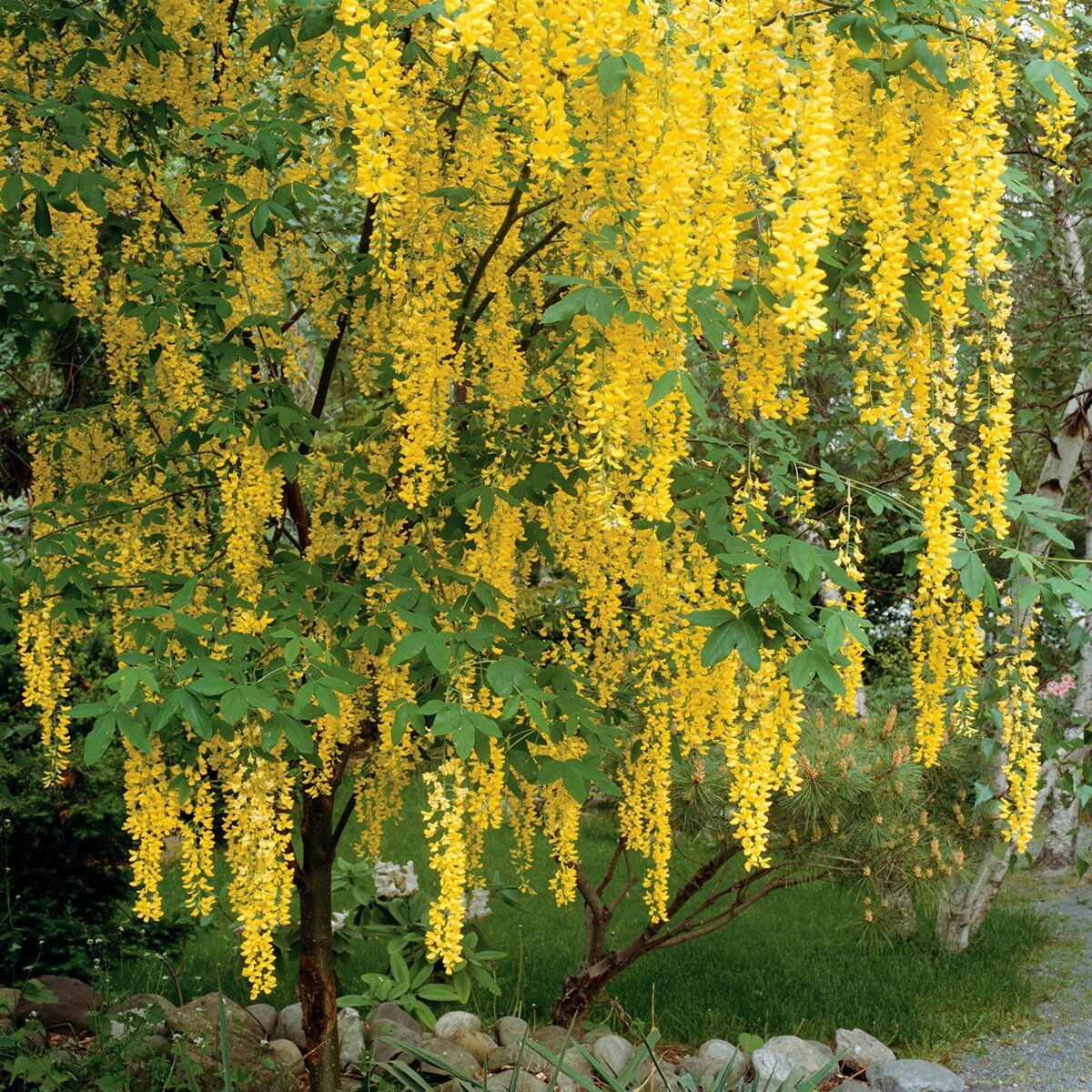 Laburnum Anagyroides Golden Chain Tree | Akplants