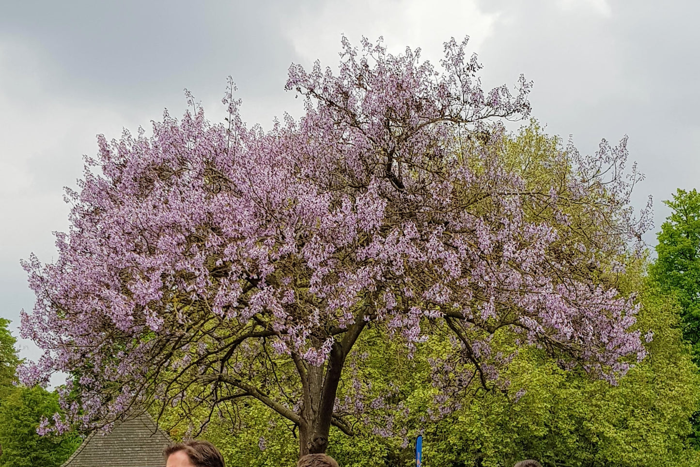 Foxglove Tree Paulownia tomentosa fast growing ornamental tree