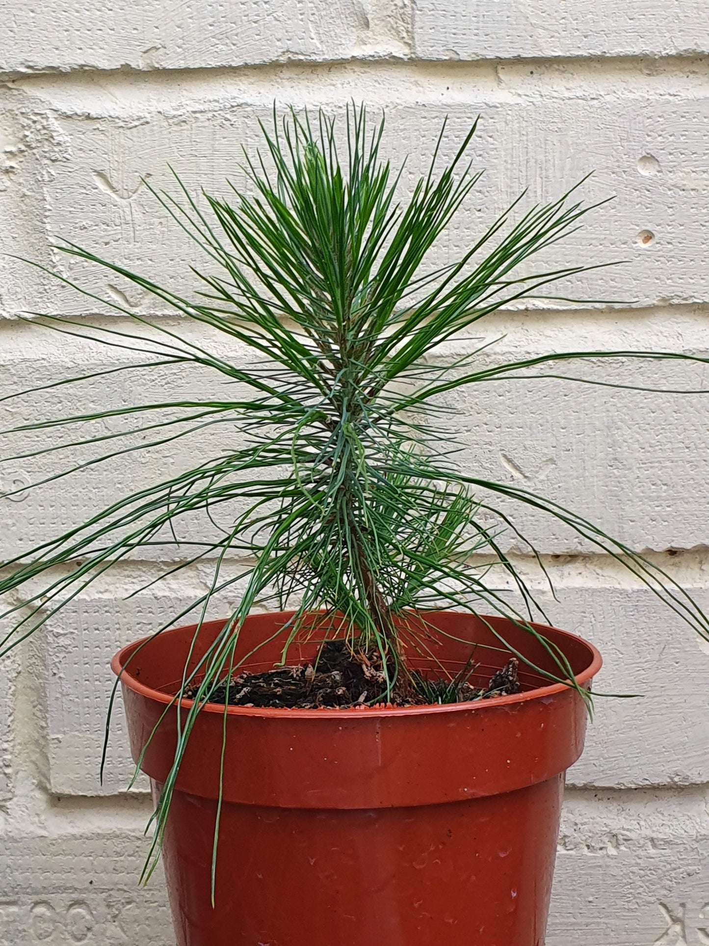 A young Mexican Weeping Pine grown from seed