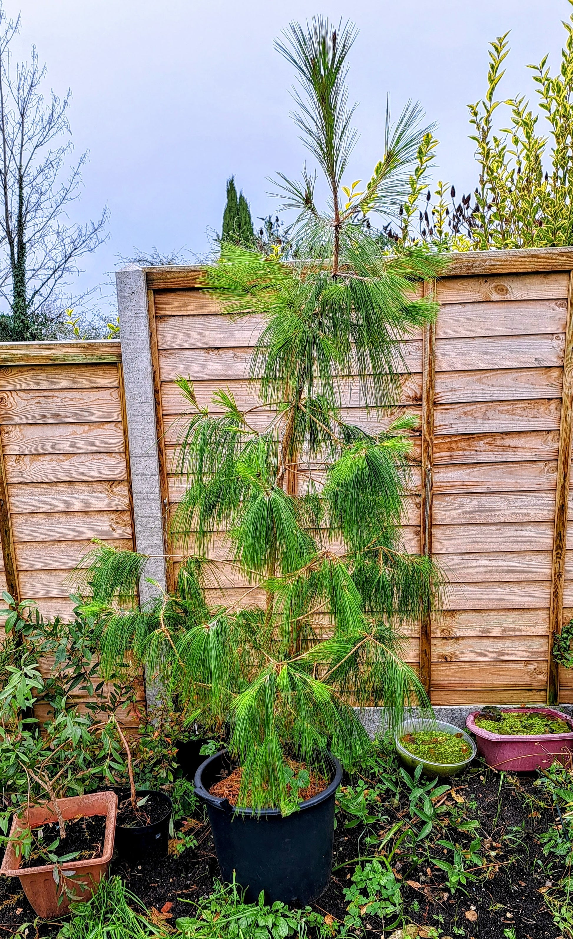 Potted 3 year old Mexican Weeping Pine tree in our garden