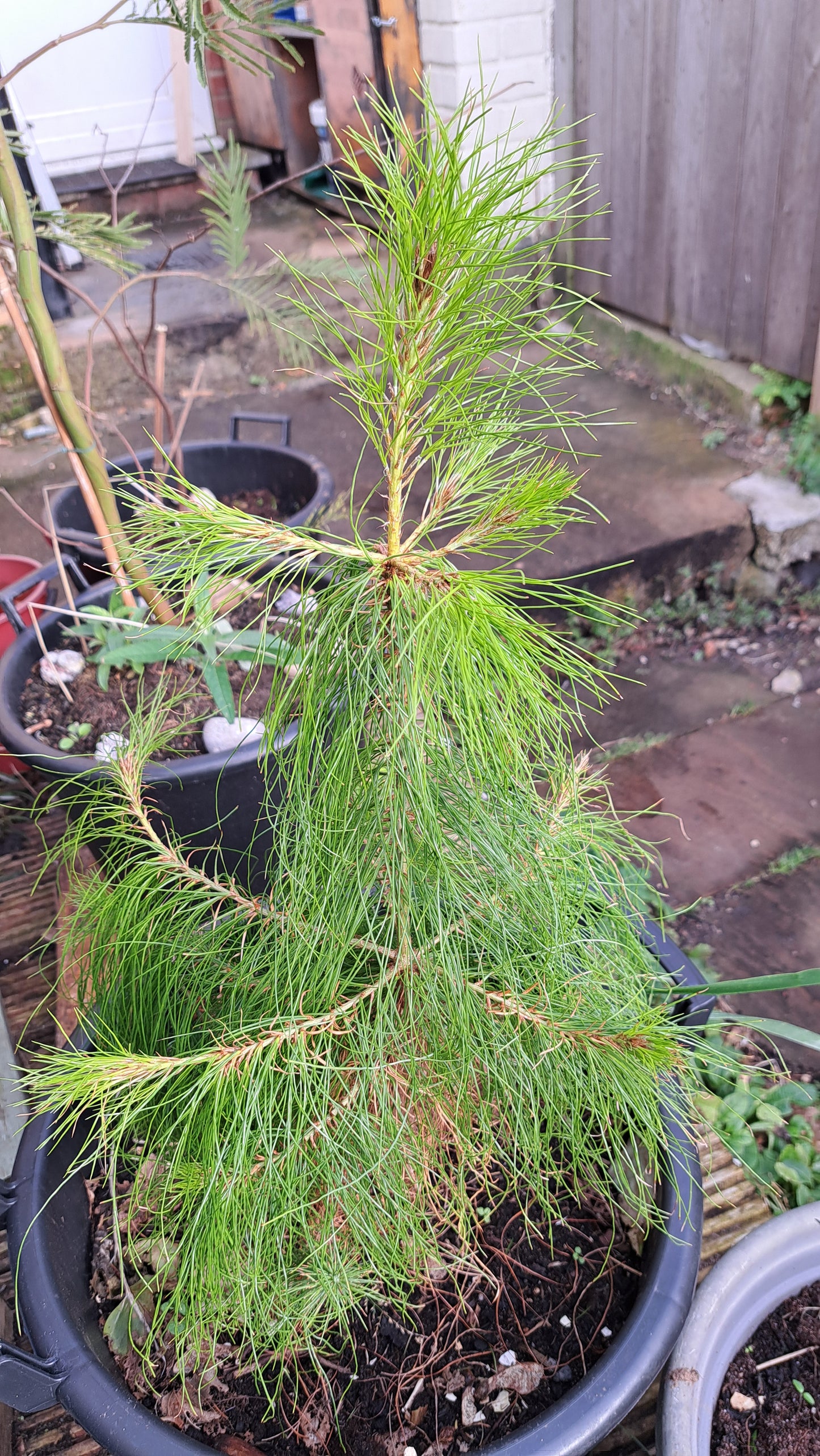 Potted Mexican Pine plant with green needles in a garden setting