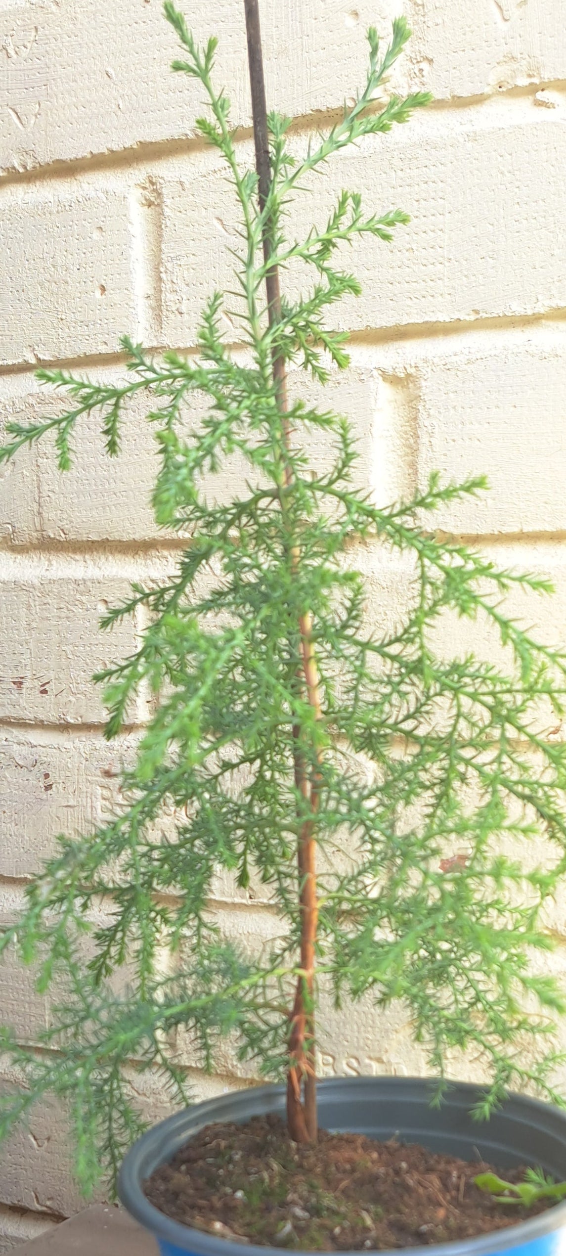 A young Himalayan Cypress sapling