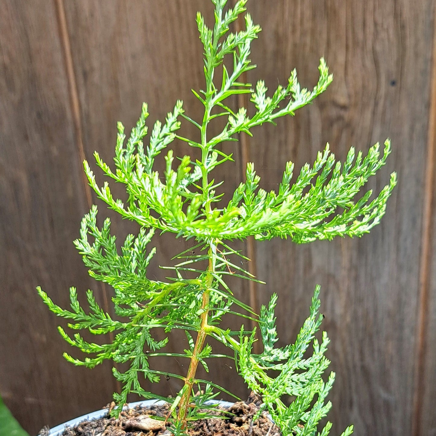 Thuja Orientalis - Chinese Arborvitae Evergreen Tree | Akplants
