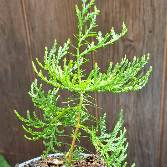 Thuja Orientalis - Chinese Arborvitae Evergreen Tree | Akplants