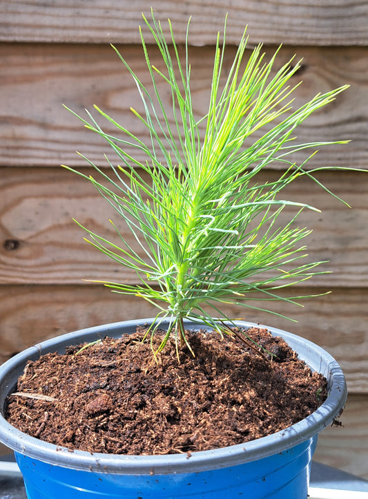 Pinus Mugo – Dwarf Mountain Pine
