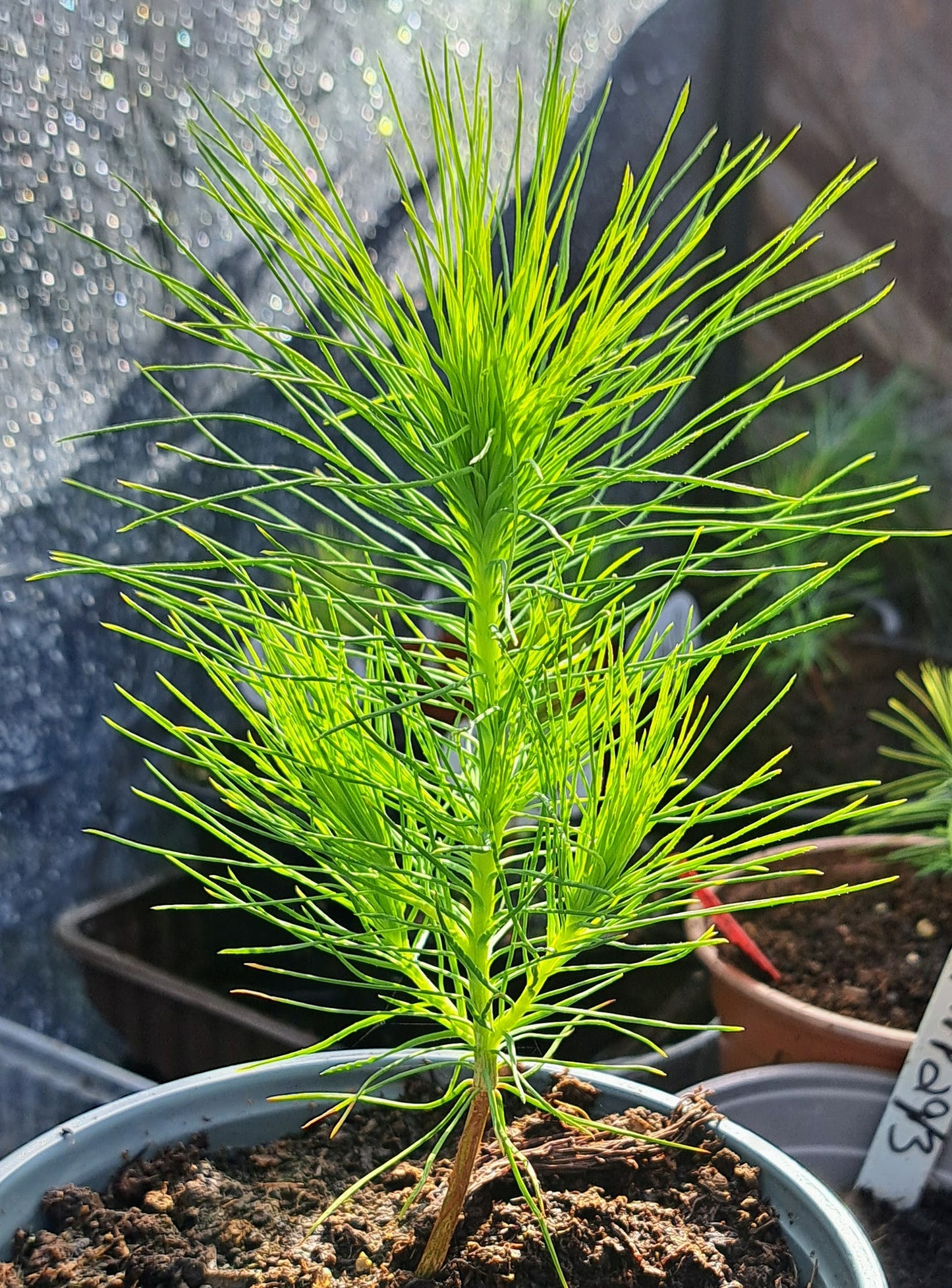 Pine Trio Bundle - 3 Hardy Pine Seedlings| Akplants