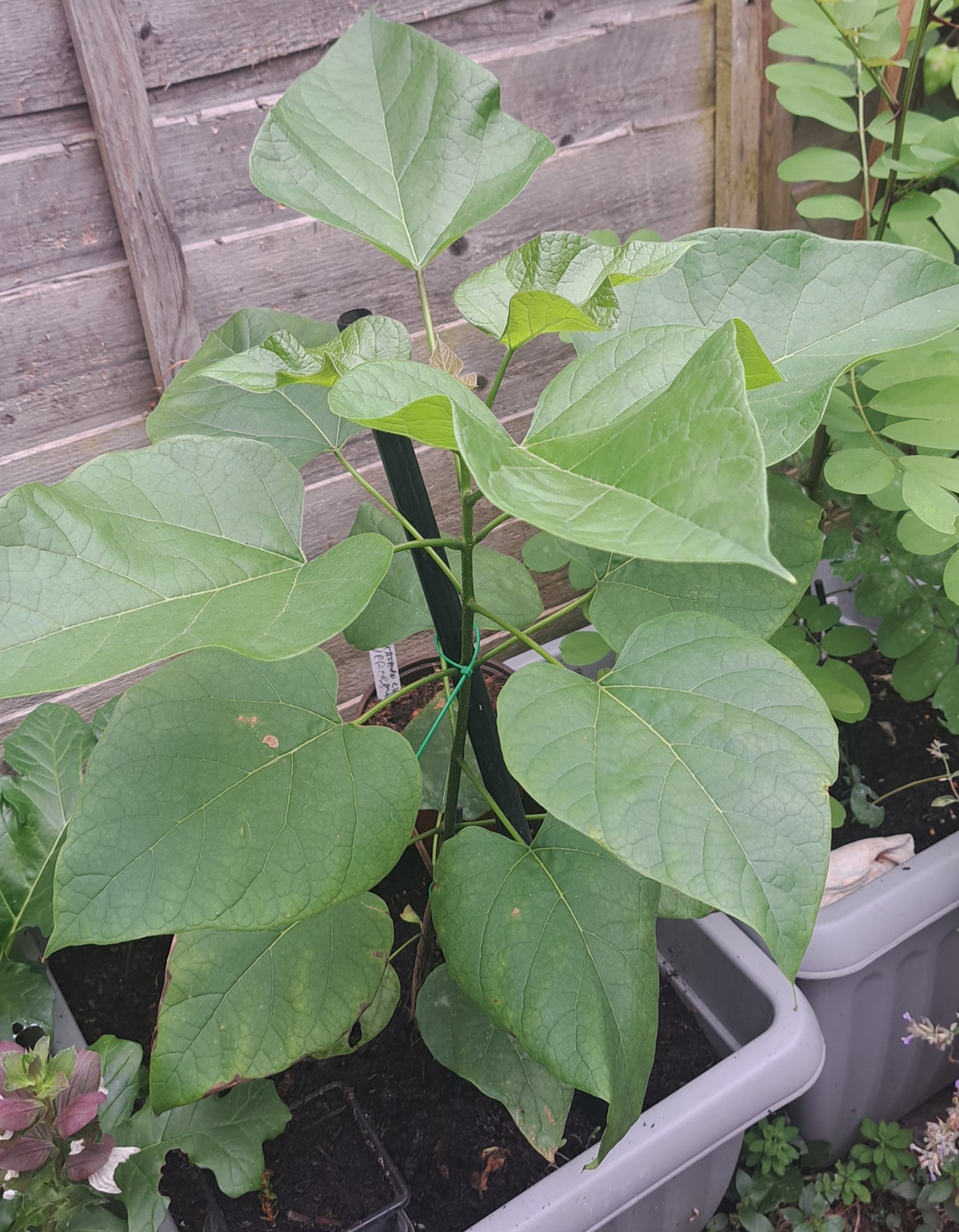 Lilac Tree Sapling - Syringa Vulgaris Hardy Ornamental Plant | Akplants
