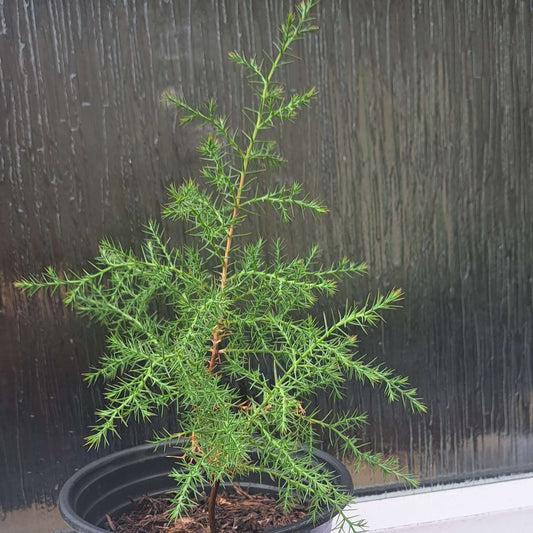 Potted Darjeeling Cypress sapling