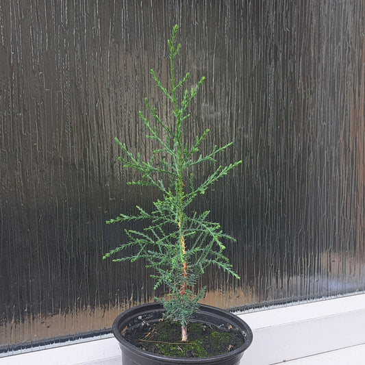 Italian Cypress Tree - Cupressus Sempervirens | Akplants