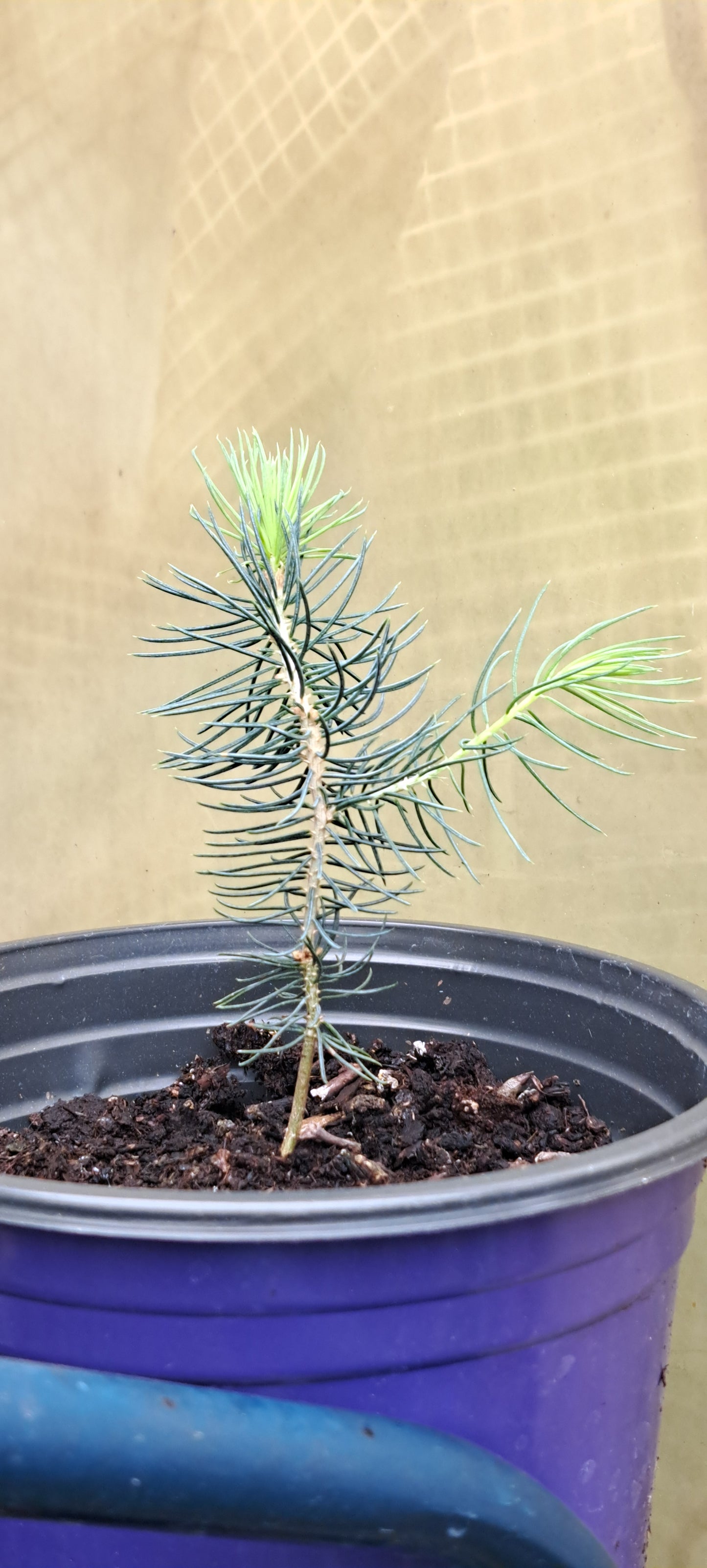 Blue Spruce Tree - Premium Evergreen Sapling | Akplants