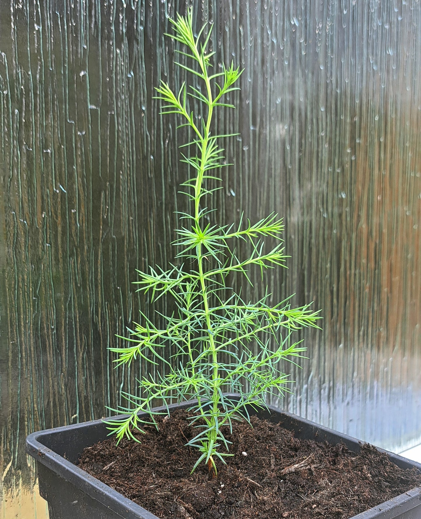Conifer Collection Bundle - 3 Ornamental Conifers | Akplants