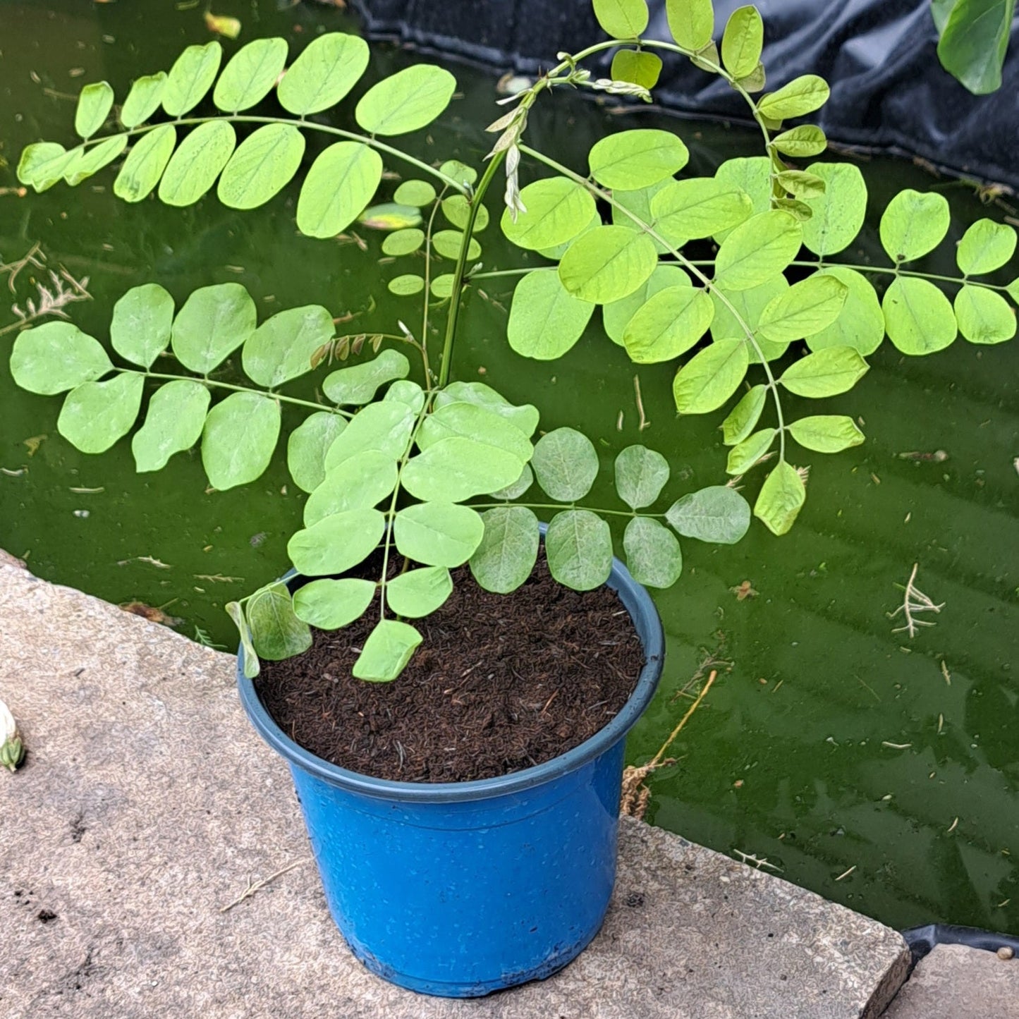 Falce Acacia Locust tree sapling (Robinia pseudoacacia)