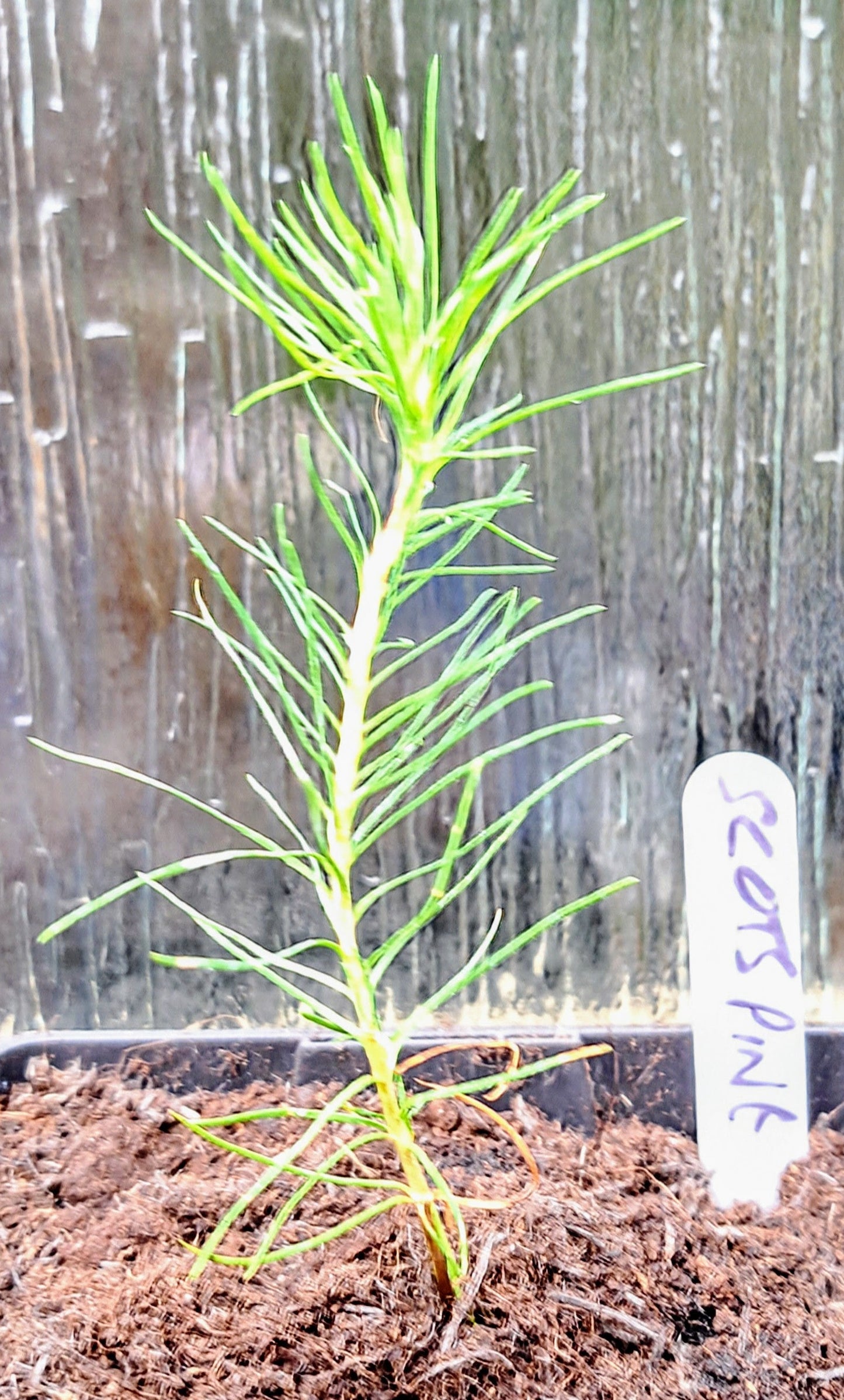 Scotch Pine Tree Seedling - Pinus Sylvestris | Hardy Evergreen | Akplants