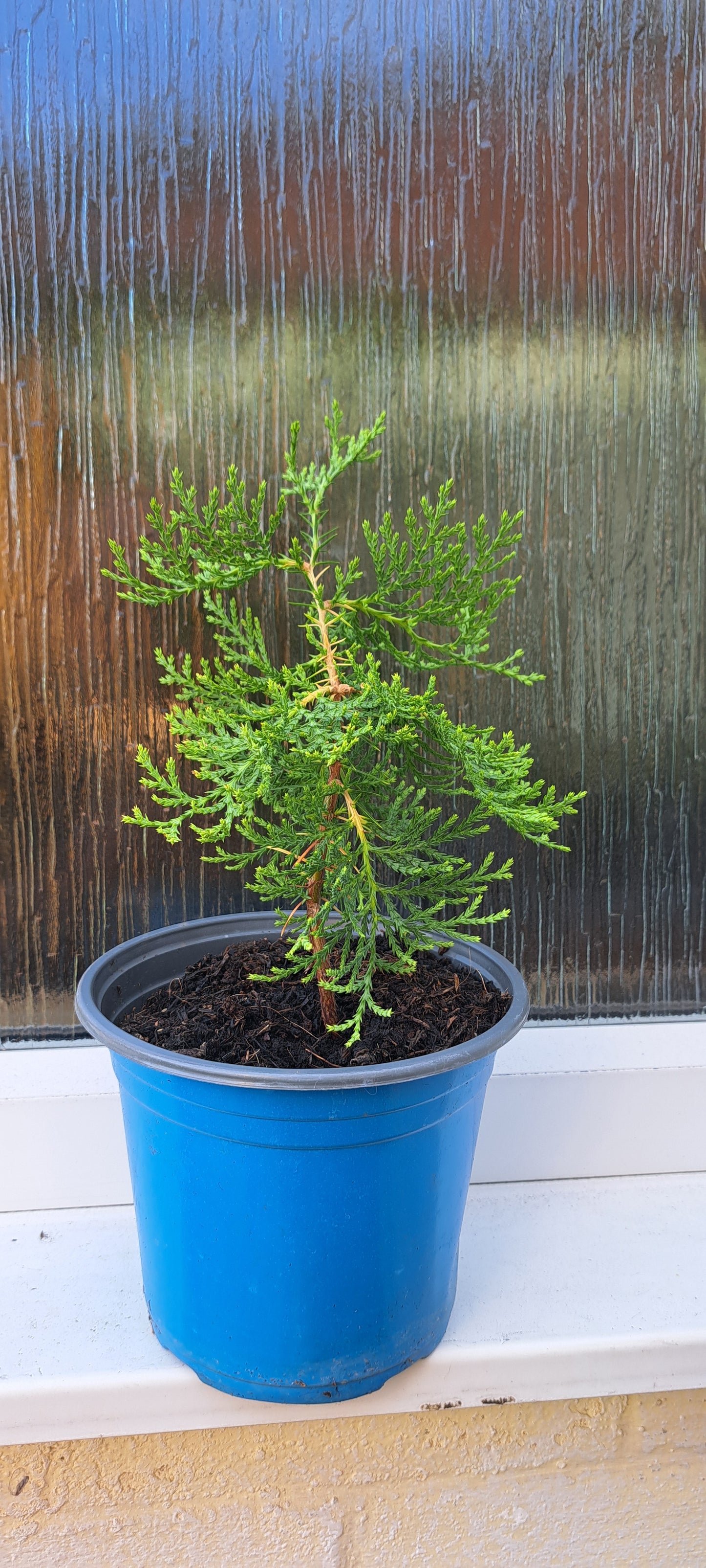 Thuja Orientalis - Chinese Arborvitae Evergreen Tree | Akplants