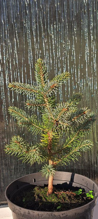 Blue Spruce Tree - Premium Evergreen Sapling | Akplants