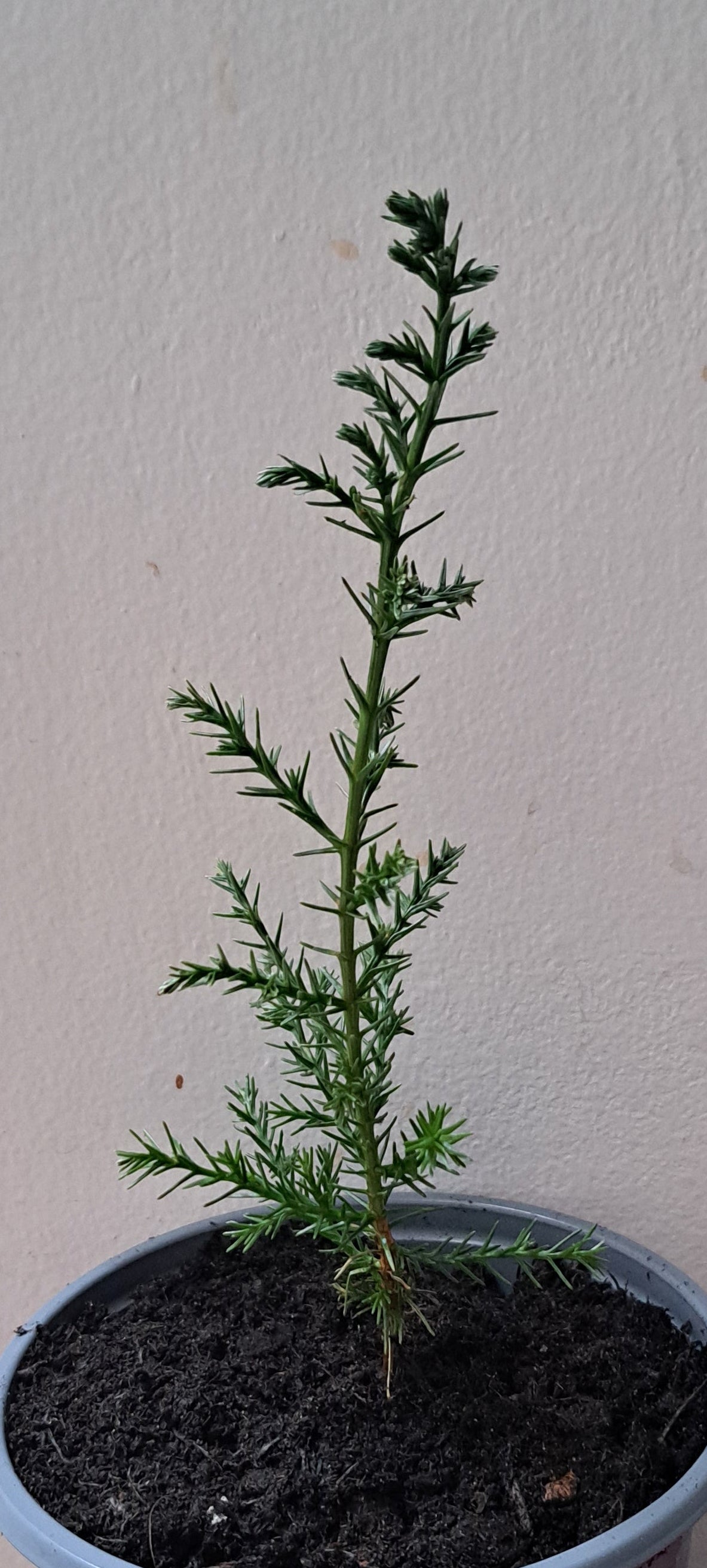 Young Italian Cypess sapling in a  5 inch pot