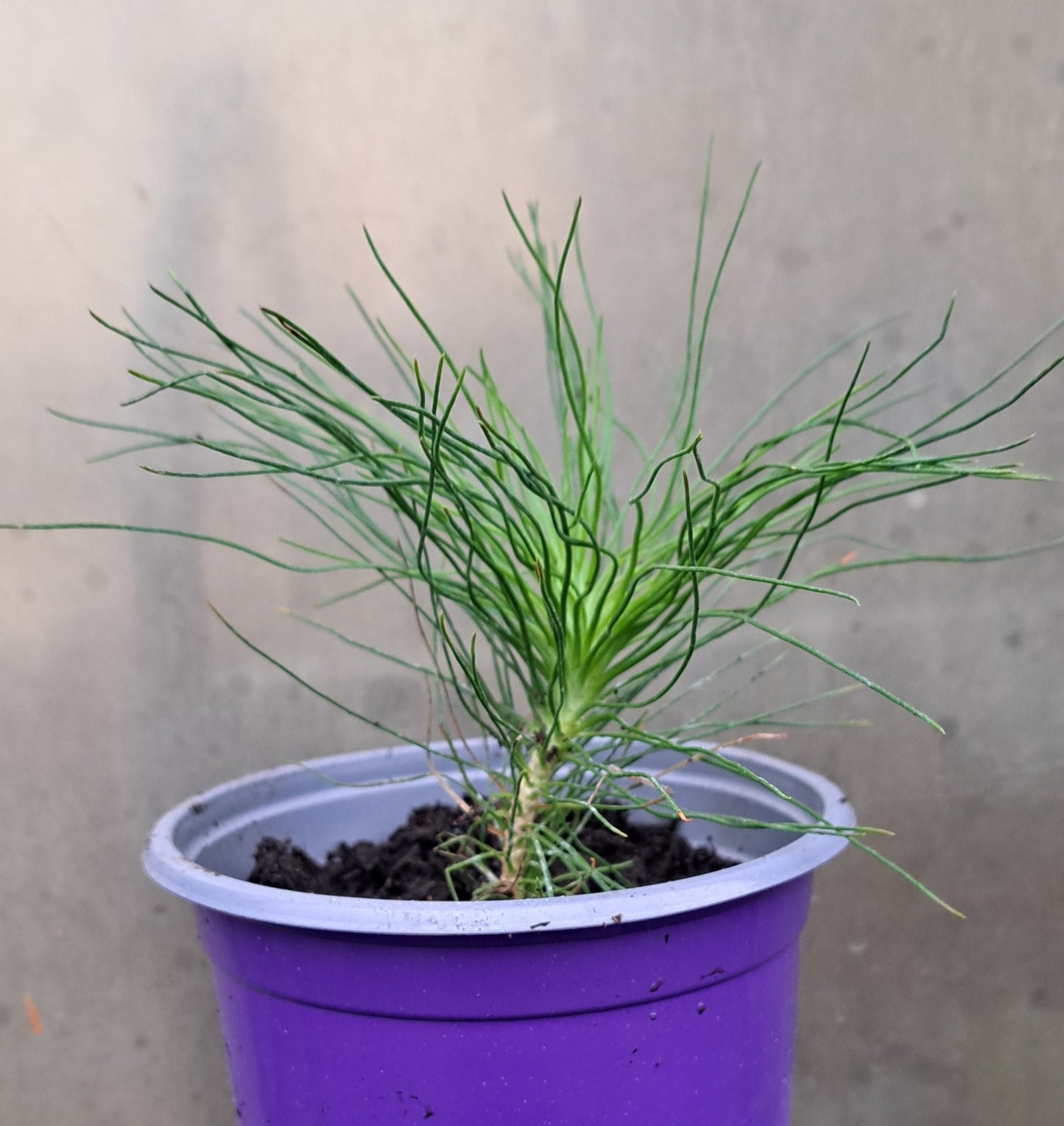 A young Yunnan Tree in a 5 inch pot
