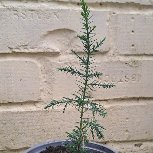 A young Chinese eeping Cypress in a 5 inch pot