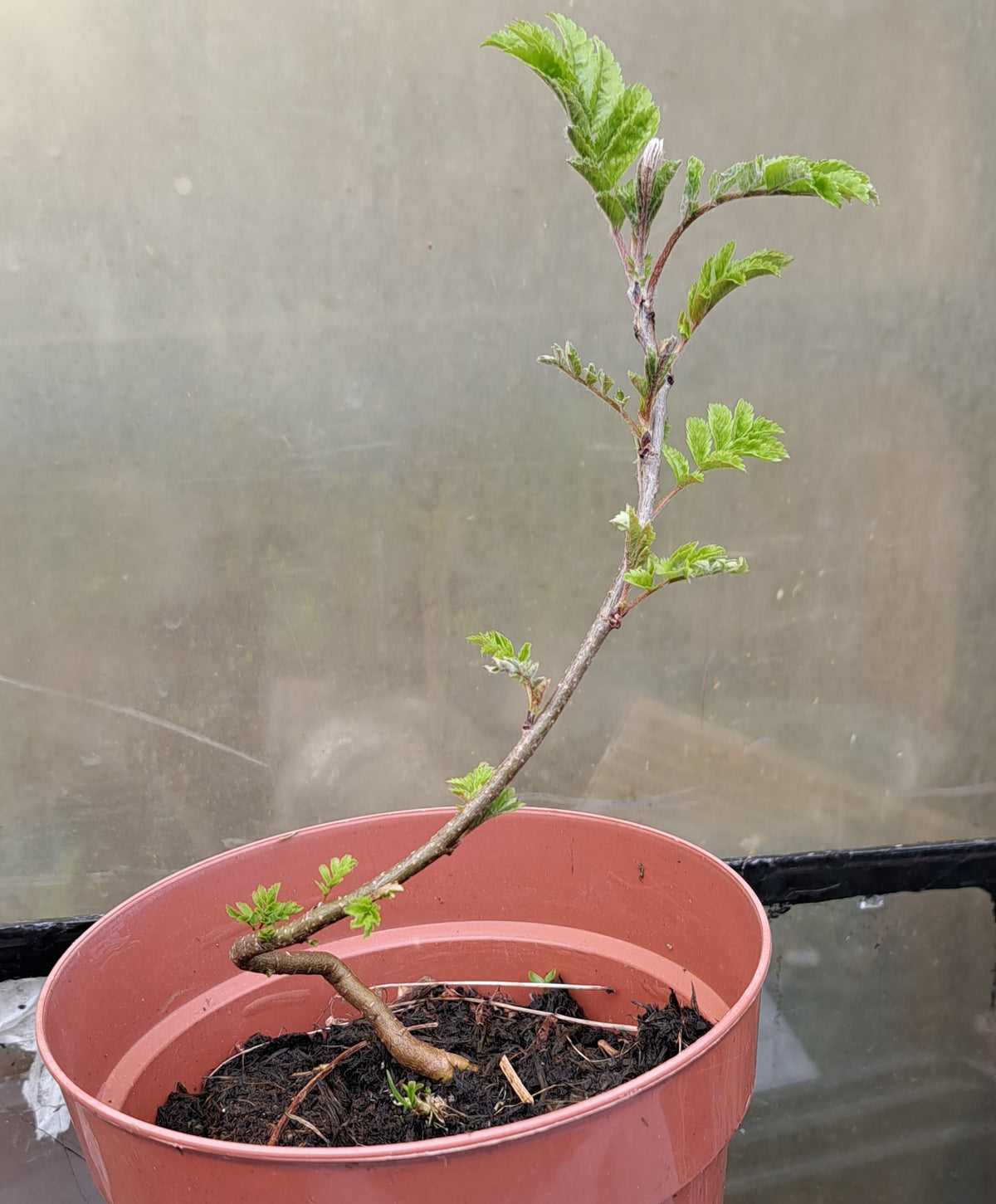Mountain Ash (Rowan) - Sorbus Aucuparia