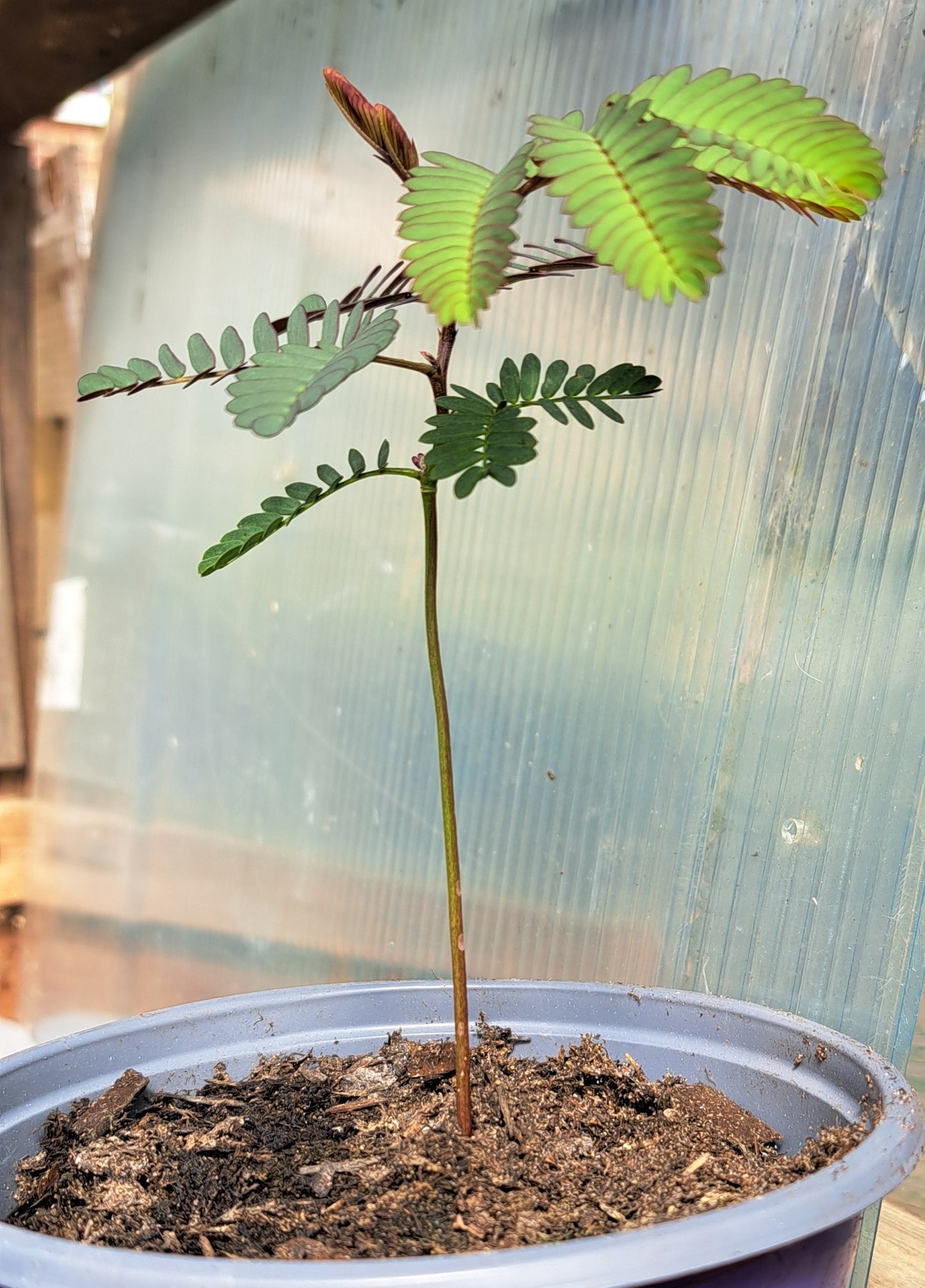 Albizzia Lophantha (Cape Wattle) - Fast Growing Tree