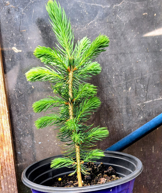 Blue Spruce Tree - Premium Evergreen Sapling | Akplants