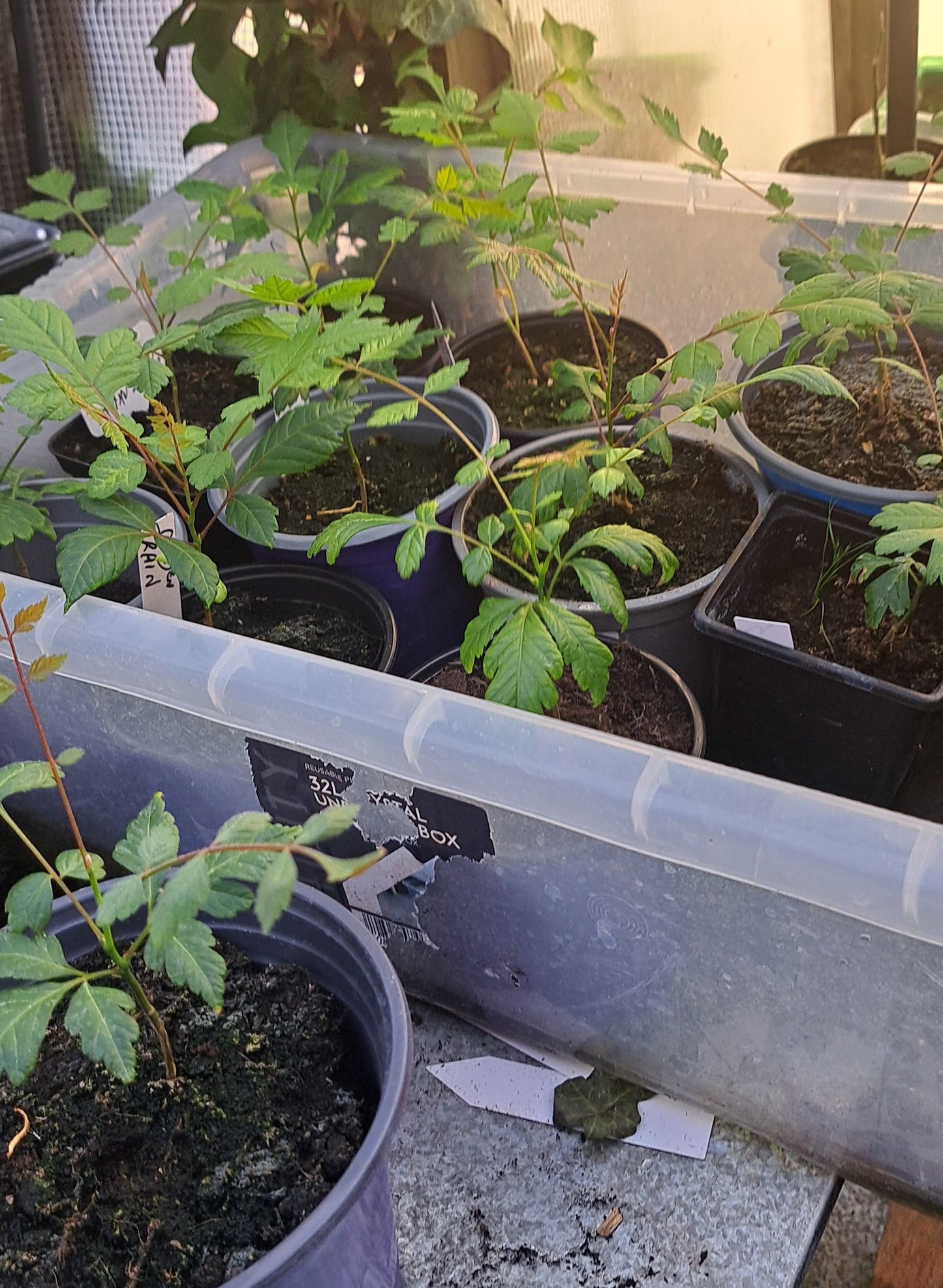 Potted  Pride of India seedlings in a container.