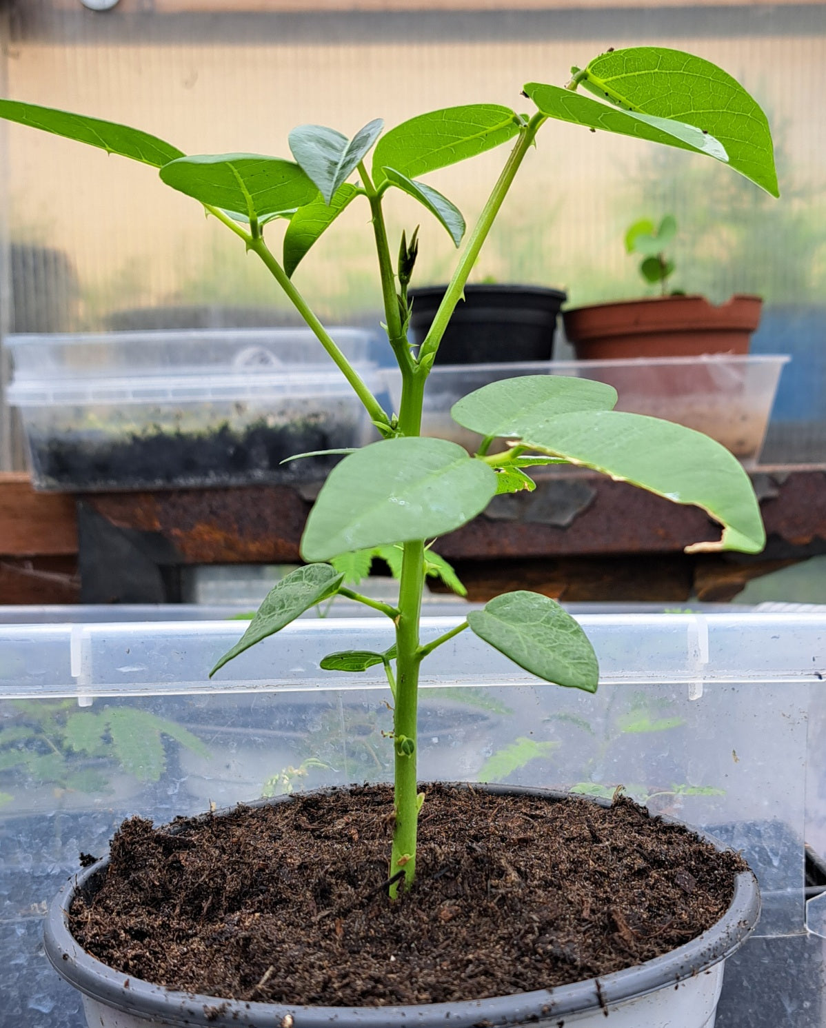 Young Coral plant in a pot with soil, surrounded by other plants and pots in a greenhouse setting.
