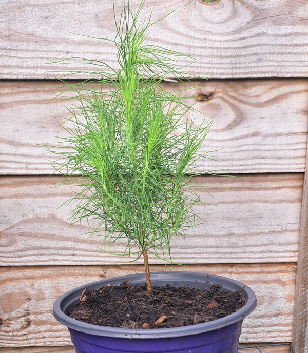 Yunnan Pine (Pinus yunnanensis) | Hardy Conifer Seedling | Akplants
