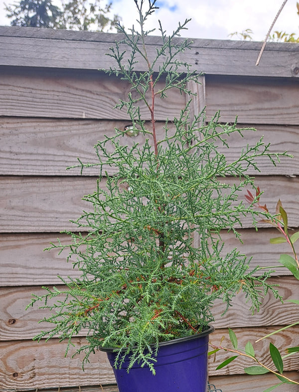 Darjeeling Weeping Cypress - Graceful Evergreen Conifer | Akplants