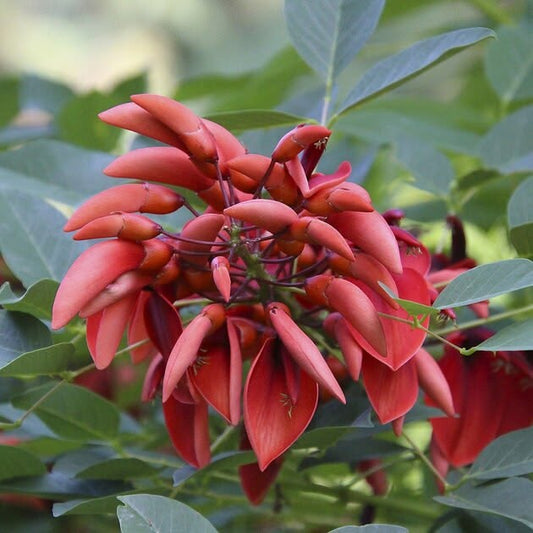 Red Coral flower cluster with green leaves in the background