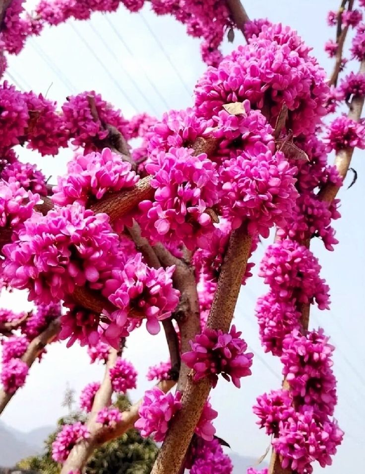 Eastern Redbud Akplants