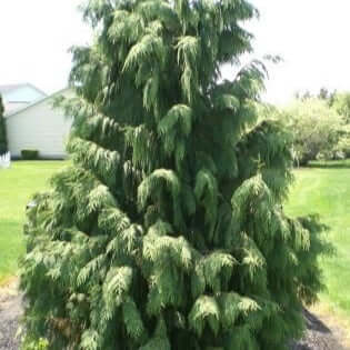 Chinese Weeping Cypress 10 inch seedling in a 5 inch pot