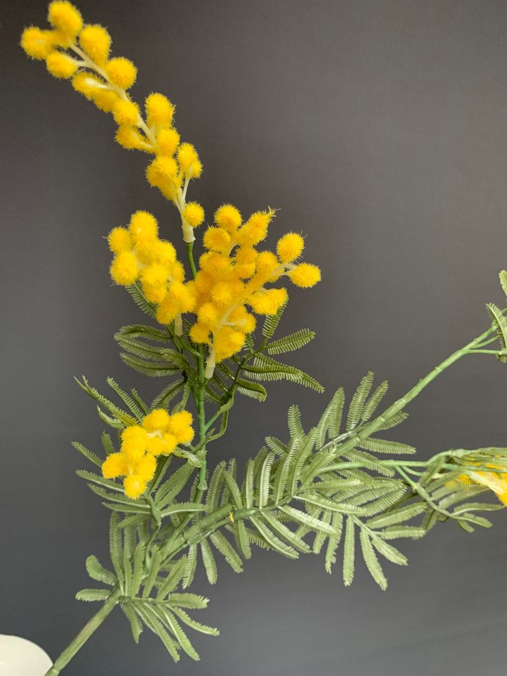 Yellow Acacia Dealbata flowers with green leaves on a dark background