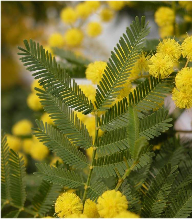 Close up of yellow Dealbata flowers and leaves