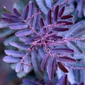 Acacia Baileyana Purpurea - Cootamundra Wattle with Purple Foliage
