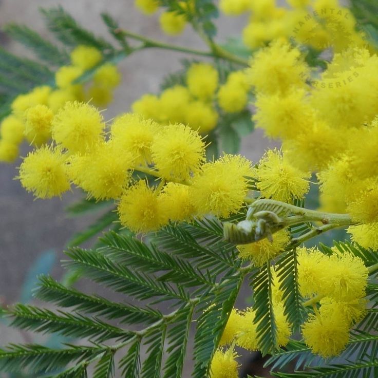 A mature Acacia Dealbata flower