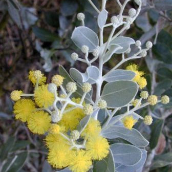 Queensland Silver Wattle (Acacia Podalyriifolia)