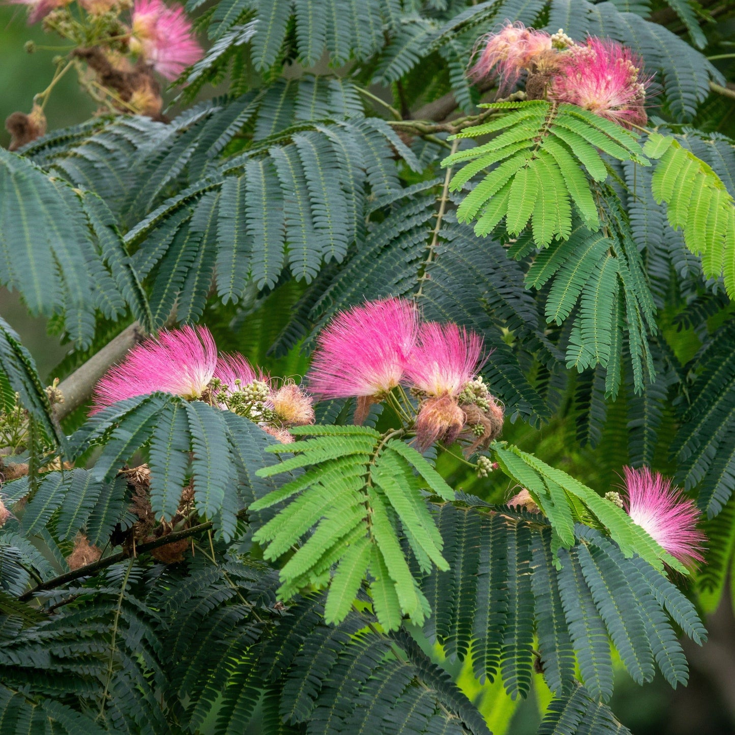 A close-up of the Albizia julibrissin plant, showing green leaves and pink silk-like flowers.