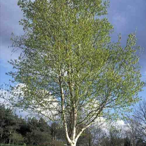 Silver Birch