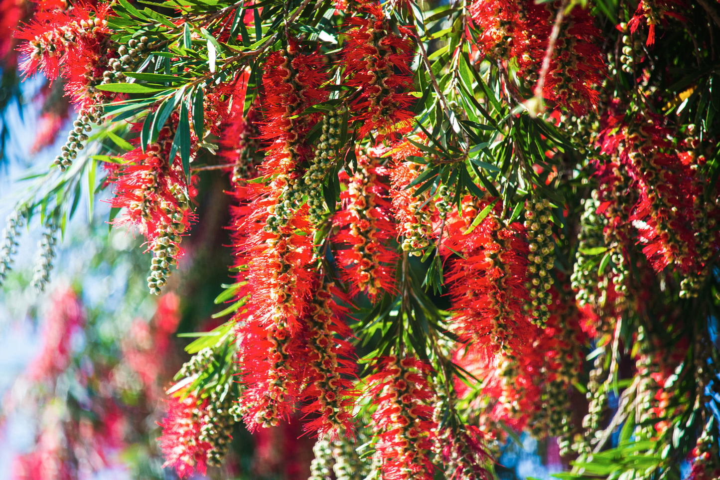 Close-up of red bottlebrush flowers with green leaves