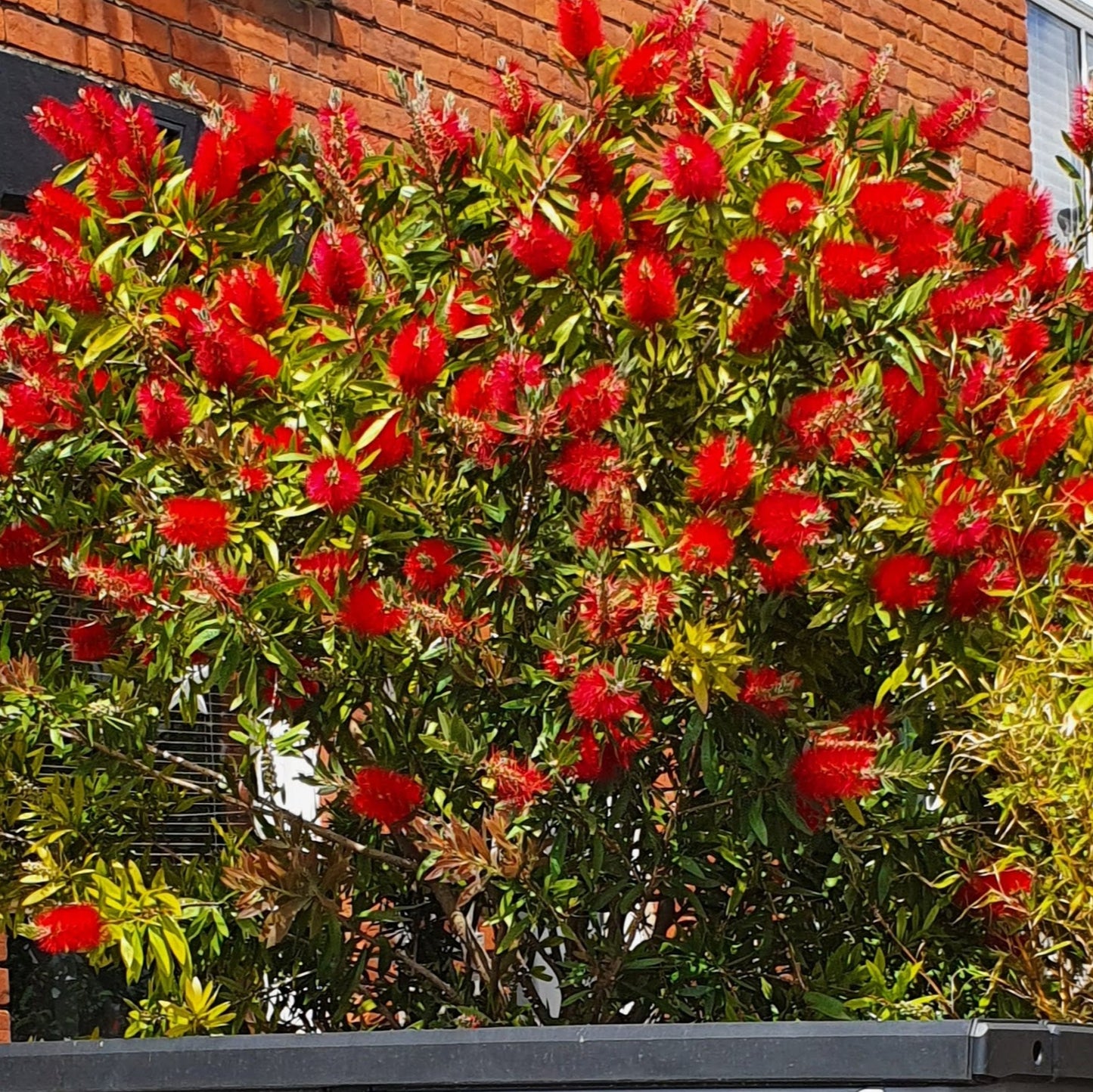 A well established Bottlebrush Citrinus