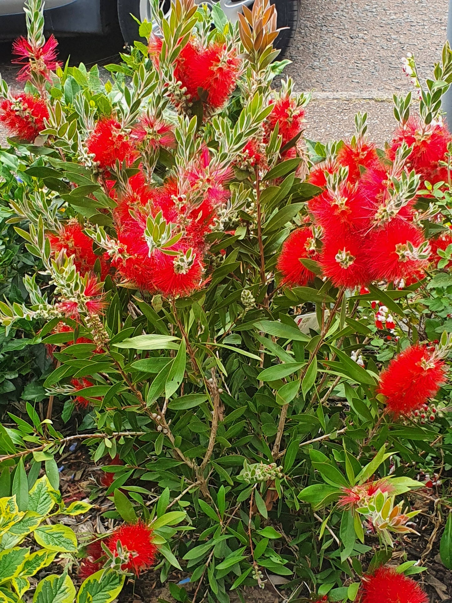 A flowering Bottlebrush